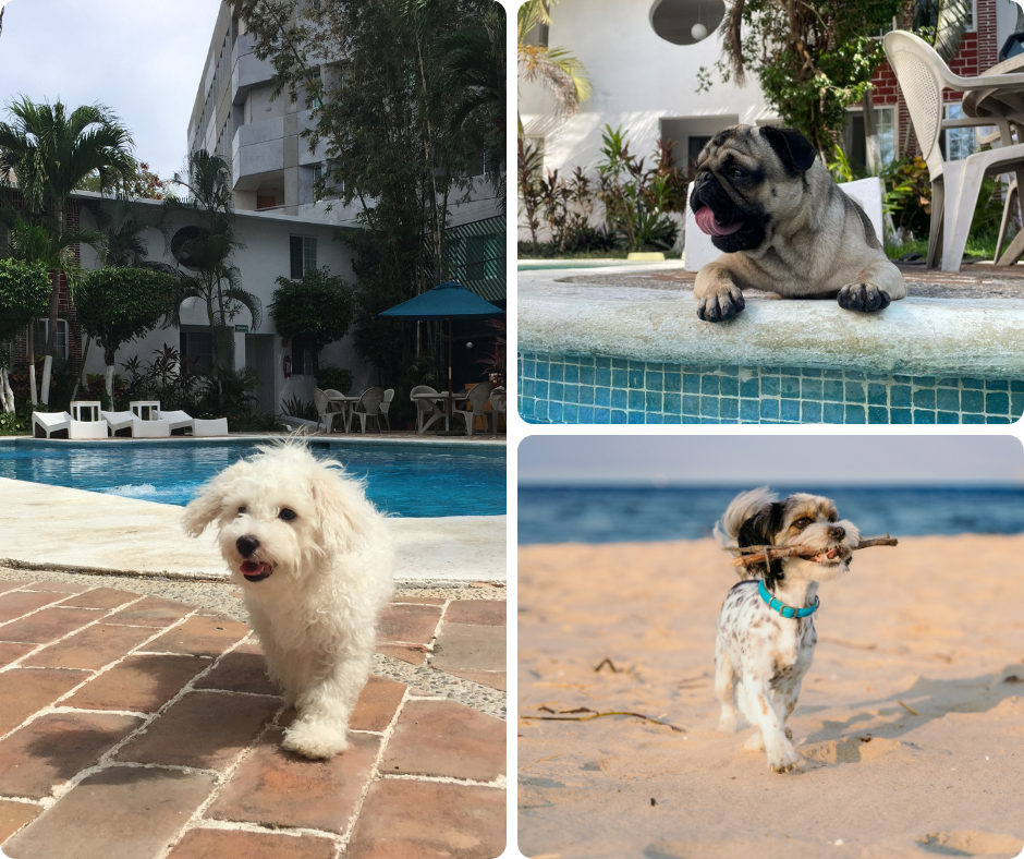 Mascotas en Hotel Olinalá